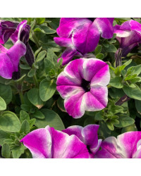 Petunia Surfinia Carpet Orchid Frost