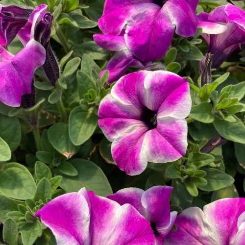 Petunia Surfinia Carpet Orchid Frost