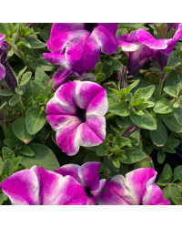 Petunia Surfinia Carpet Orchid Frost