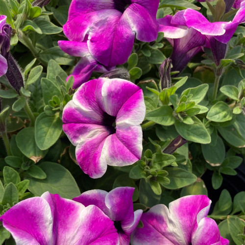 Petunia Surfinia Carpet Orchid Frost