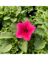 Petunia Surfinia Hot Pink