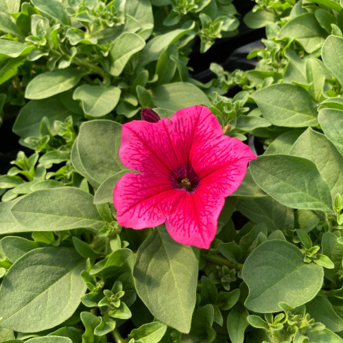 Petunia Surfinia Hot Pink