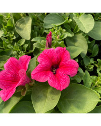 Petunia Surfinia Hot Pink