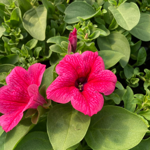 Petunia Surfinia Hot Pink