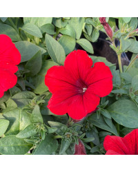 Petunia Surfinia Deep Red