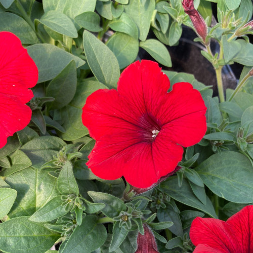 Petunia Surfinia Deep Red