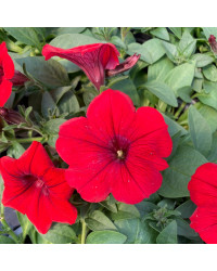 Petunia Surfinia Deep Red