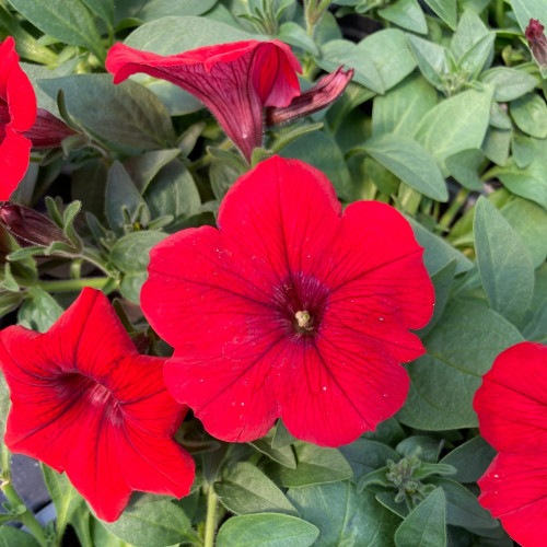 Petunia Surfinia Deep Red