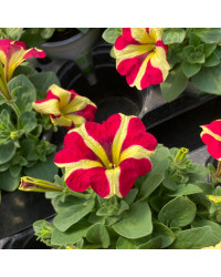 Pétunia Amore Queen of Hearts