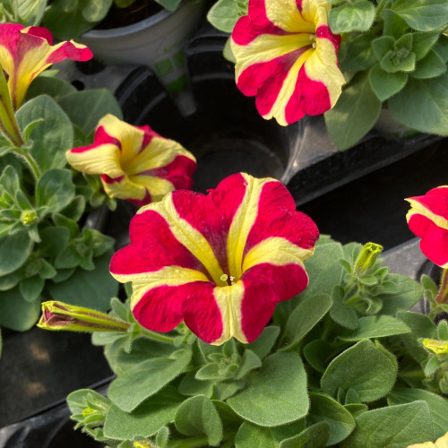 Pétunia Amore Queen of Hearts