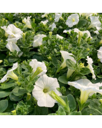 Petunia Surfinia White
