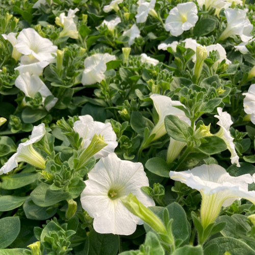 Petunia Surfinia White