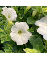 Petunia Surfinia White