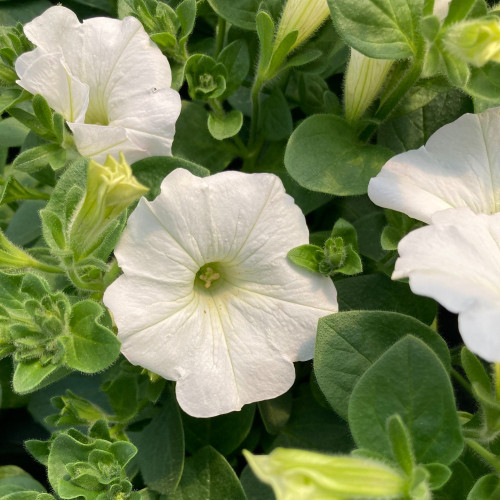 Petunia Surfinia White