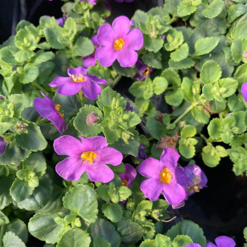 Bacopa Great Violet Glow