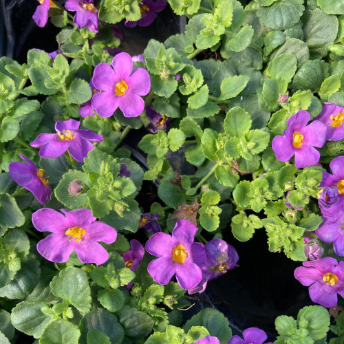 Bacopa Great Violet Glow