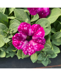 Petunia Surfinia Famous Circus Sky