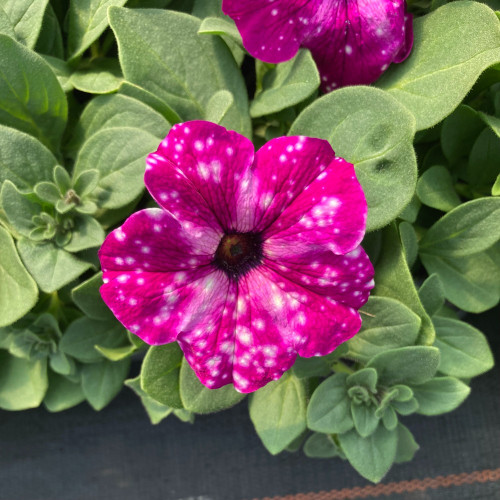 Petunia Surfinia Famous Circus Sky