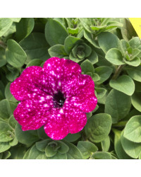 Petunia Surfinia Famous Circus Sky