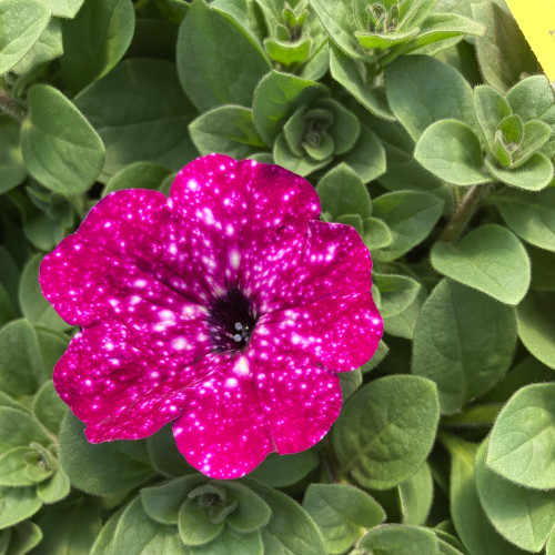 Petunia Surfinia Famous Circus Sky