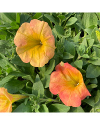 Petunia Petchoa Beautical Cinnamon