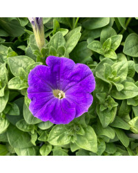 Petunia Surfinia Sky Blue