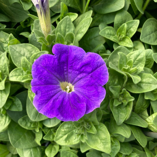 Petunia Surfinia Sky Blue