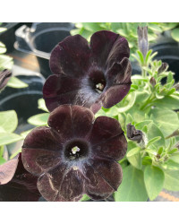 Surfinia Compact Sweetunia Black Satin