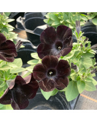 Surfinia Compact Sweetunia Black Satin