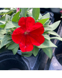 Petunia Surfinia Deep Red