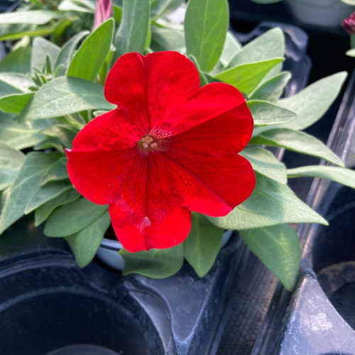 Petunia Surfinia Deep Red