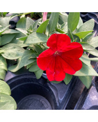 Petunia Surfinia Deep Red