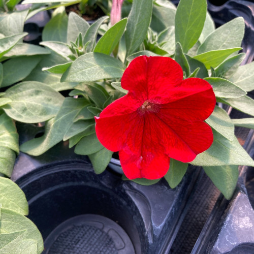 Petunia Surfinia Deep Red