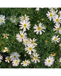 Brachyscome Surdaisy White
