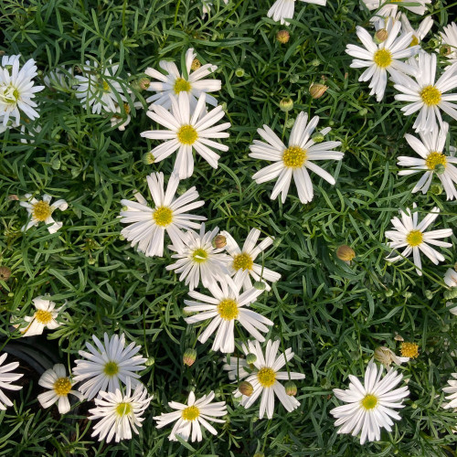 Brachyscome Surdaisy White