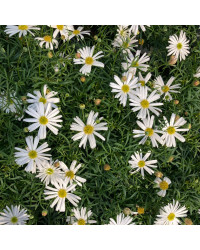 Brachyscome Surdaisy White