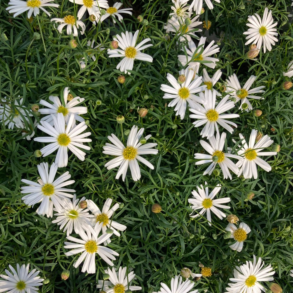 Brachyscome Surdaisy White