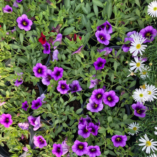 Calibrachoa Callie Hybrida Deep Blue