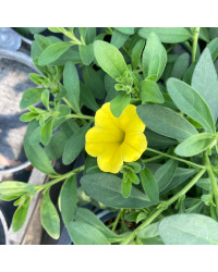 Calibrachoa Callie Hybrida Deep Yellow