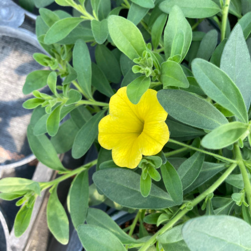 Calibrachoa Callie Hybrida Deep Yellow