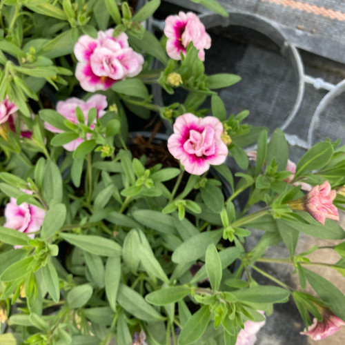 Calibrachoa Uno Double Pinktastic