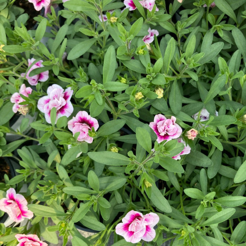 Calibrachoa Uno Double Pinktastic