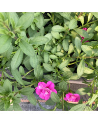 Calibrachoa Hybrida Double Rose