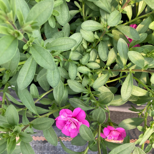 Calibrachoa Hybrida Double Rose