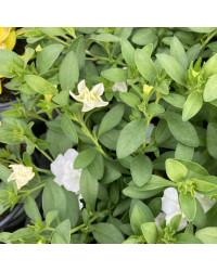 Calibrachoa Uno Double White Pink Vein