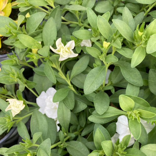 Calibrachoa Uno Double White Pink Vein