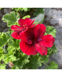 Pelargonium Pac Candy Flower Bright Red