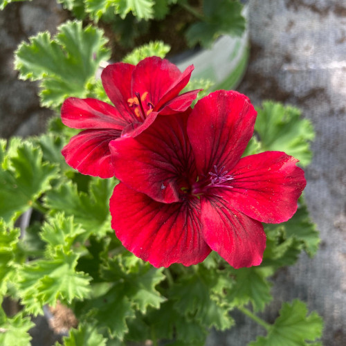 Pelargonium Pac Candy Flower Bright Red