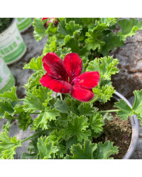 Pelargonium Pac Candy Flower Bright Red