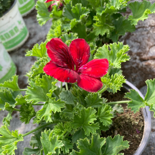 Pelargonium Pac Candy Flower Bright Red